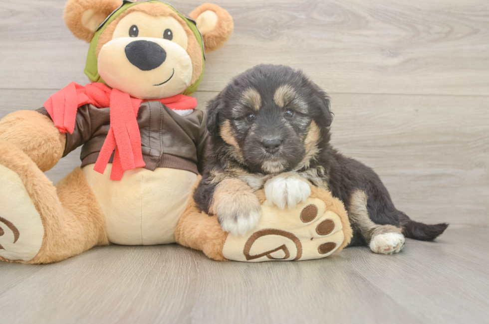6 week old Mini Huskydoodle Puppy For Sale - Simply Southern Pups