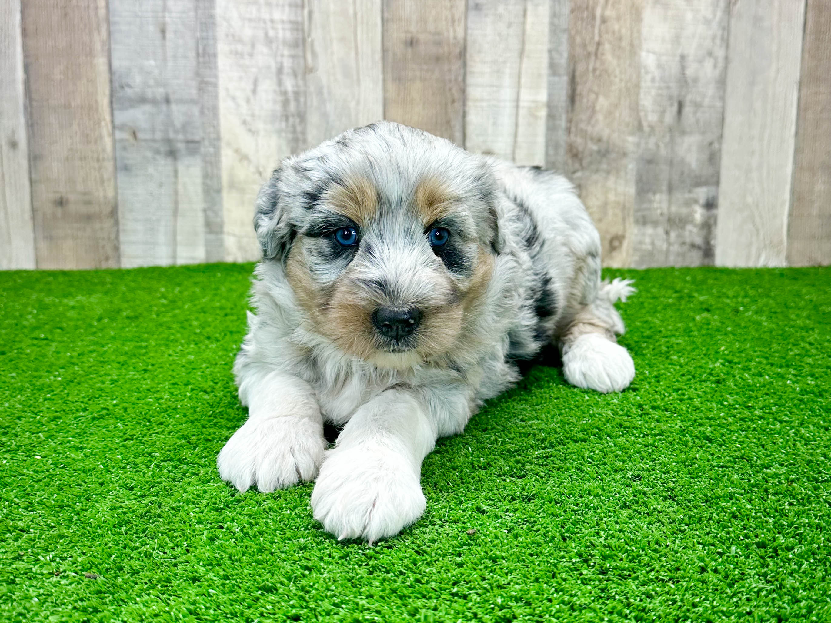 Mini shop husky poo