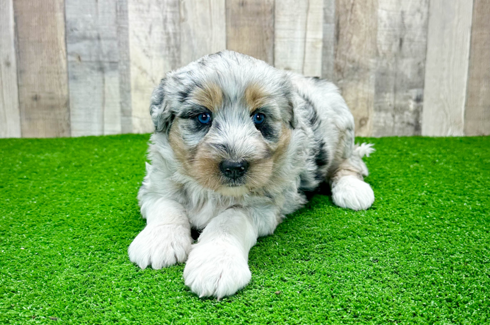 7 week old Mini Huskydoodle Puppy For Sale - Simply Southern Pups