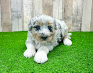 7 week old Mini Huskydoodle Puppy For Sale - Simply Southern Pups