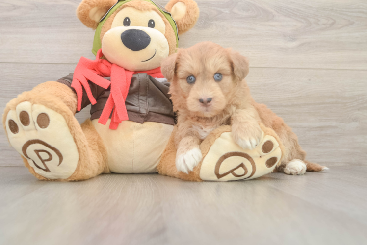 Mini Huskydoodle Puppy for Adoption
