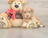 8 week old Mini Huskydoodle Puppy For Sale - Simply Southern Pups