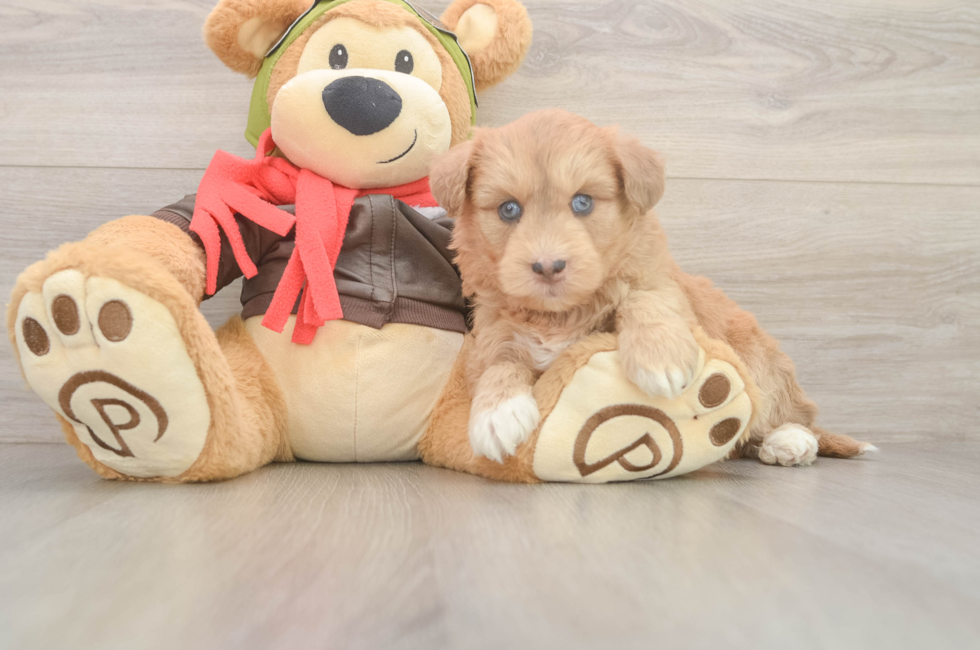 6 week old Mini Huskydoodle Puppy For Sale - Simply Southern Pups