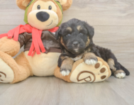 5 week old Mini Huskydoodle Puppy For Sale - Simply Southern Pups