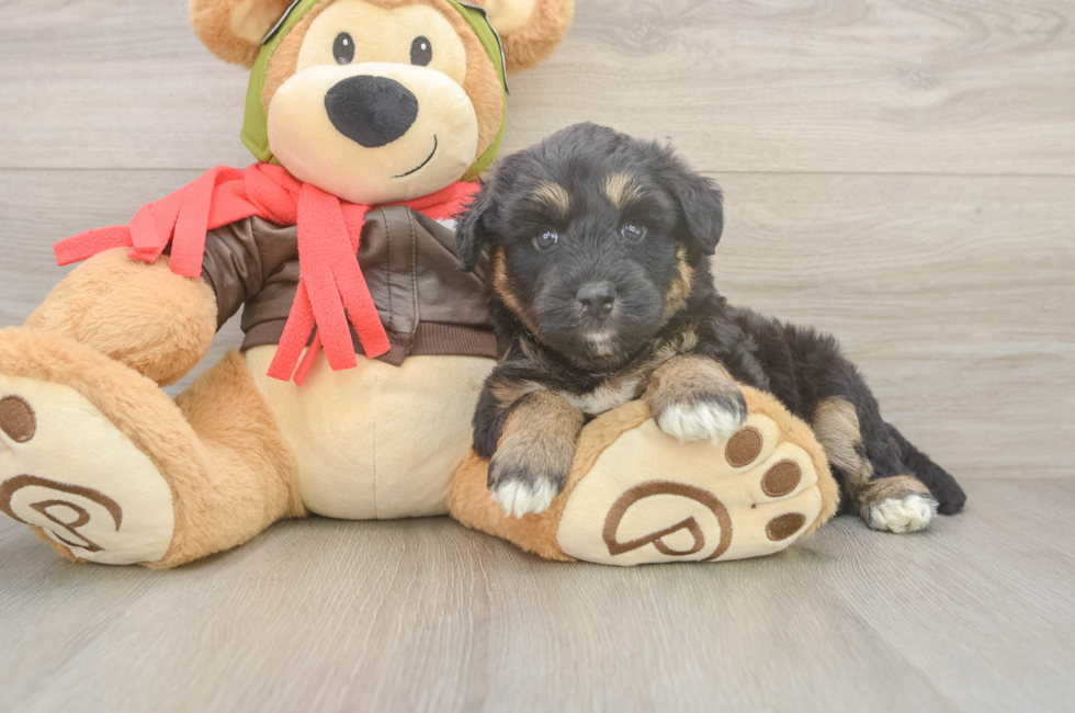 6 week old Mini Huskydoodle Puppy For Sale - Simply Southern Pups