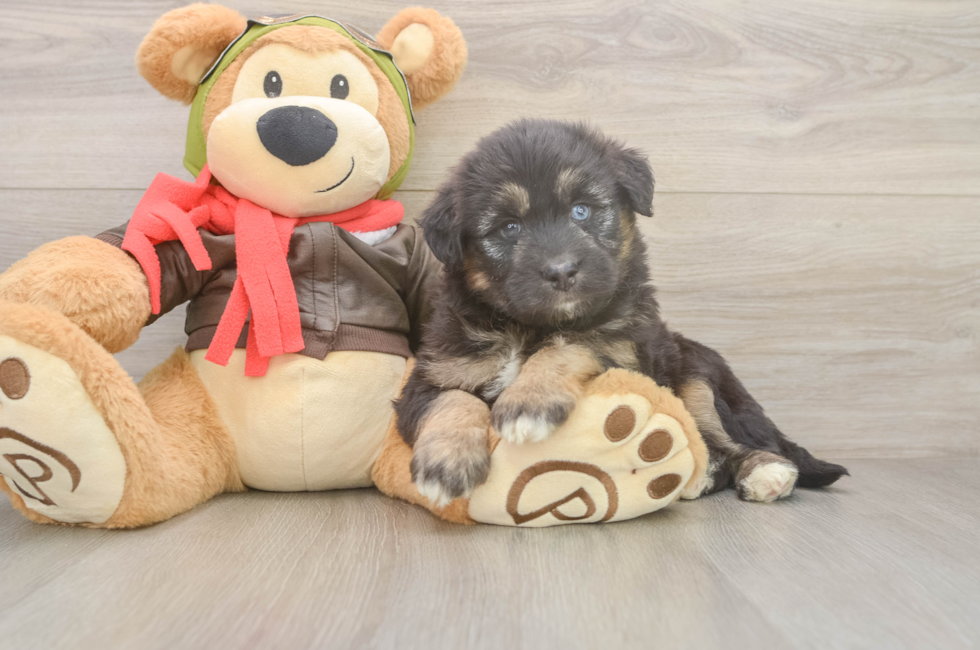 6 week old Mini Huskydoodle Puppy For Sale - Simply Southern Pups