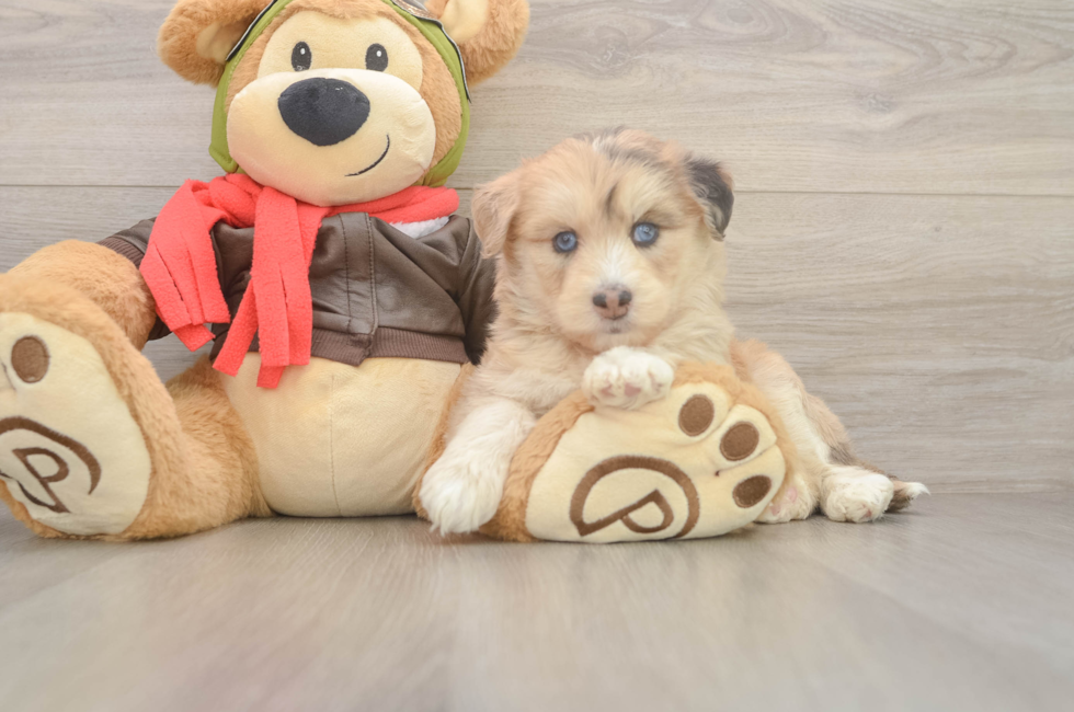 6 week old Mini Huskydoodle Puppy For Sale - Simply Southern Pups