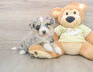 8 week old Mini Huskydoodle Puppy For Sale - Simply Southern Pups