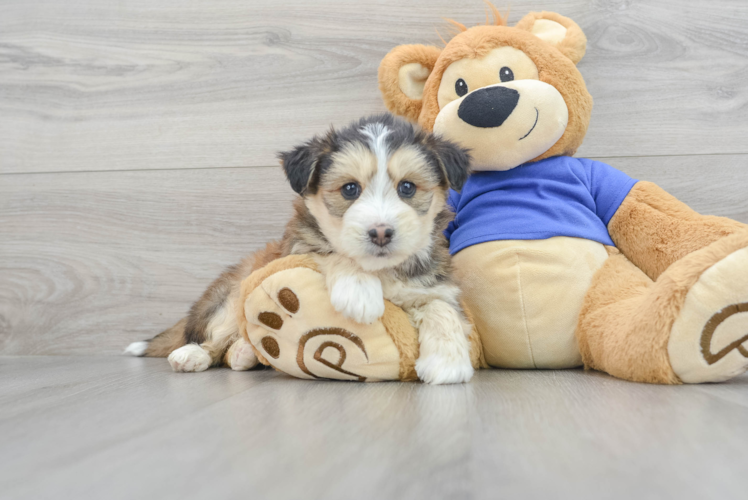 Cute Mini Huskydoodle Baby