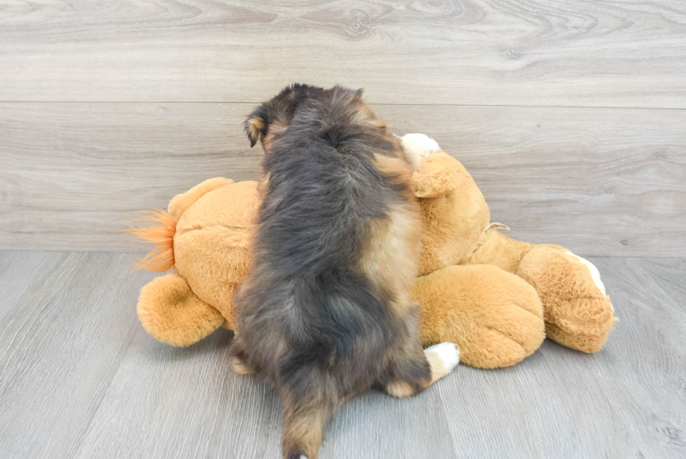 Cute Mini Huskydoodle Poodle Mix Pup