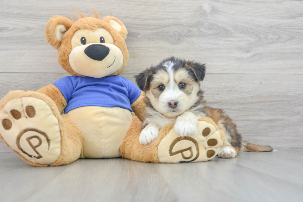 Mini Huskydoodle Pup Being Cute