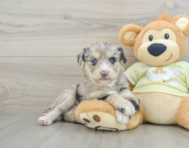 8 week old Mini Huskydoodle Puppy For Sale - Simply Southern Pups