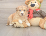 8 week old Mini Huskydoodle Puppy For Sale - Simply Southern Pups