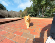 9 week old Mini Huskydoodle Puppy For Sale - Simply Southern Pups