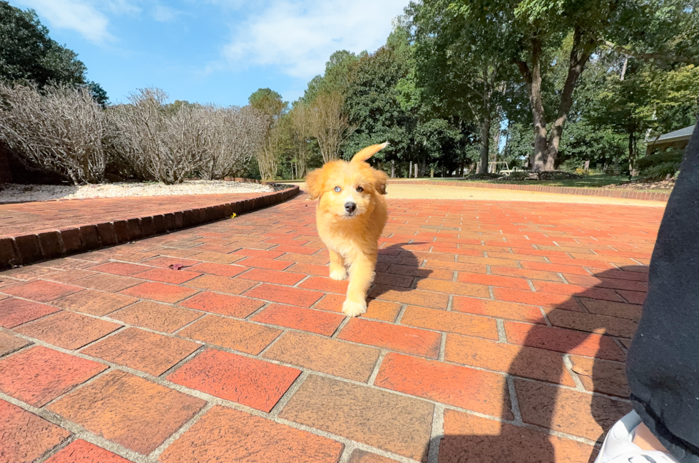 9 week old Mini Huskydoodle Puppy For Sale - Simply Southern Pups