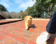 11 week old Mini Huskydoodle Puppy For Sale - Simply Southern Pups