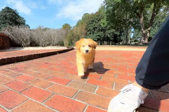Cute Mini Huskydoodle Baby