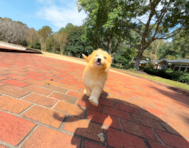 10 week old Mini Huskydoodle Puppy For Sale - Simply Southern Pups