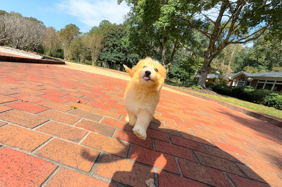 10 week old Mini Huskydoodle Puppy For Sale - Simply Southern Pups