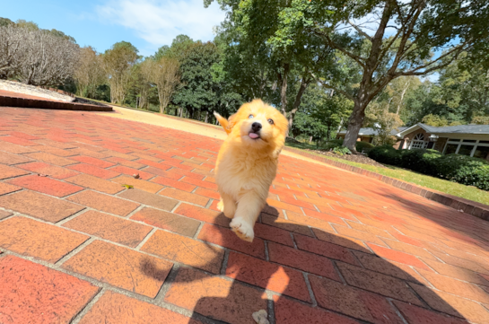 Best Mini Huskydoodle Baby