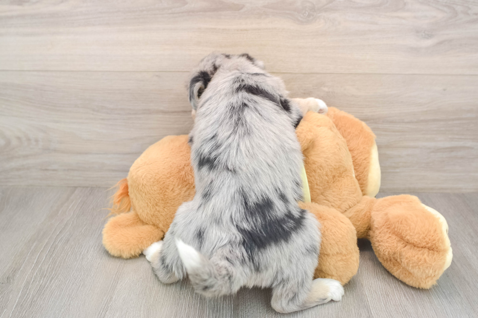 Mini Huskydoodle Puppy for Adoption