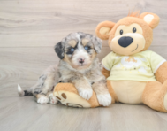 5 week old Mini Huskydoodle Puppy For Sale - Simply Southern Pups