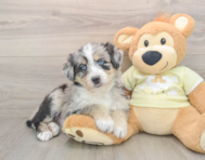 5 week old Mini Huskydoodle Puppy For Sale - Simply Southern Pups