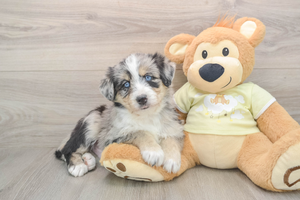 Mini Huskydoodle Puppy for Adoption