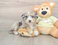 8 week old Mini Huskydoodle Puppy For Sale - Simply Southern Pups