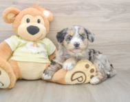 6 week old Mini Huskydoodle Puppy For Sale - Simply Southern Pups