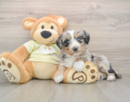 5 week old Mini Huskydoodle Puppy For Sale - Simply Southern Pups