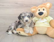 5 week old Mini Huskydoodle Puppy For Sale - Simply Southern Pups