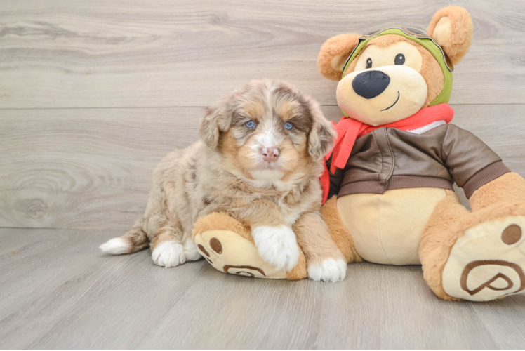 Best Mini Huskydoodle Baby