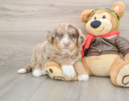 5 week old Mini Huskydoodle Puppy For Sale - Simply Southern Pups