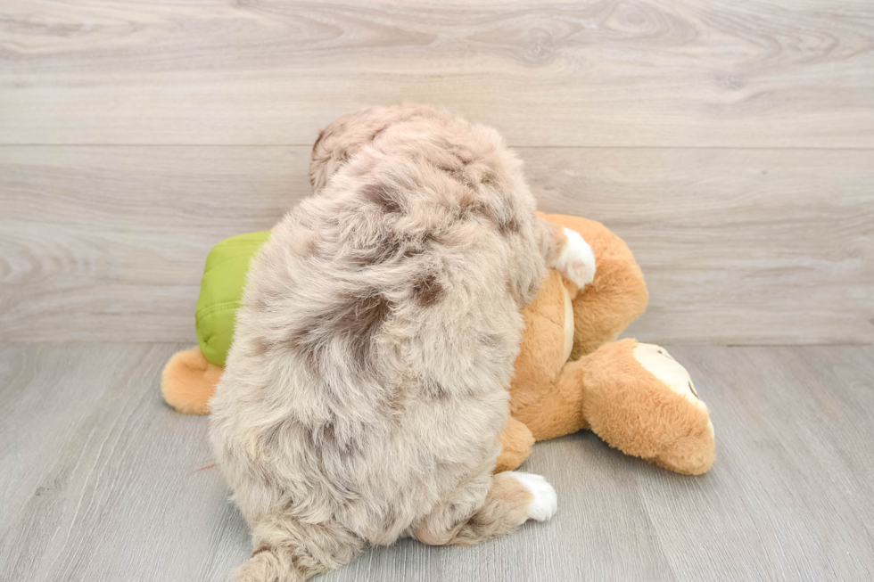 Mini Huskydoodle Puppy for Adoption