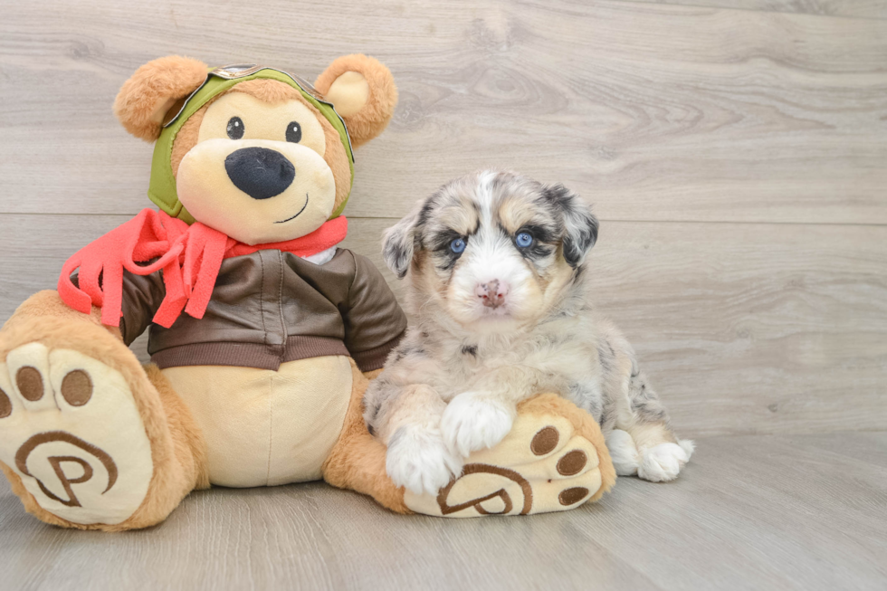 Cute Huskypoo Poodle Mix Puppy