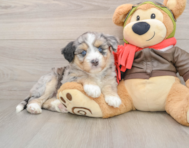 5 week old Mini Huskydoodle Puppy For Sale - Simply Southern Pups