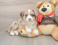 5 week old Mini Huskydoodle Puppy For Sale - Simply Southern Pups