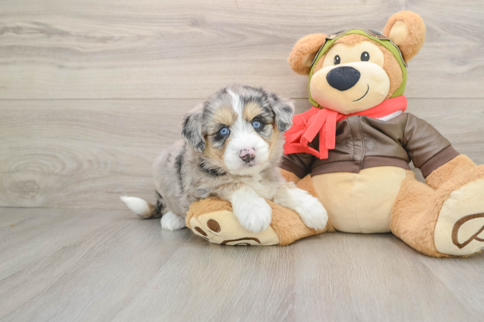 Best Mini Huskydoodle Baby