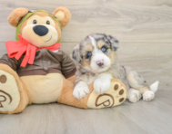 7 week old Mini Huskydoodle Puppy For Sale - Simply Southern Pups