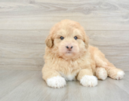 5 week old Mini Huskydoodle Puppy For Sale - Simply Southern Pups