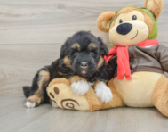 5 week old Mini Huskydoodle Puppy For Sale - Simply Southern Pups