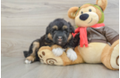 Cute Husky Doodle Poodle Mix Puppy