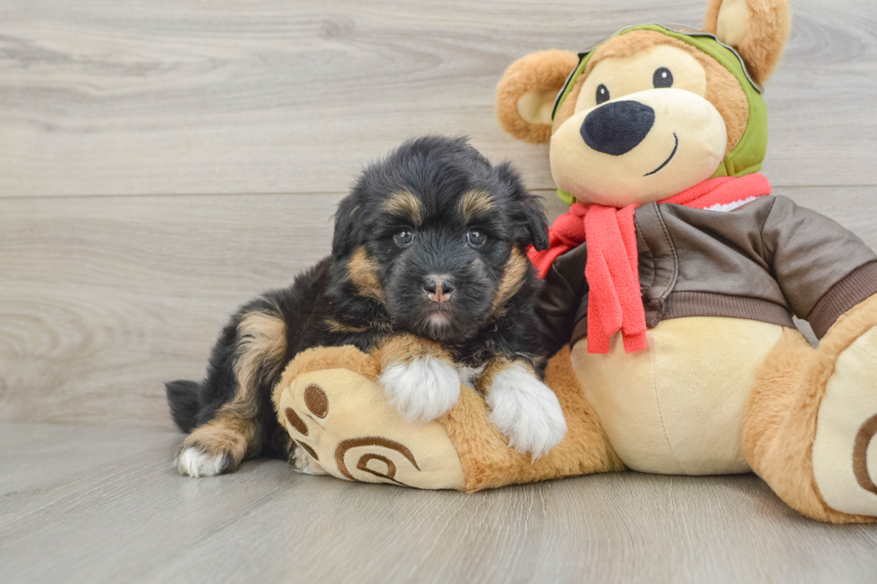 Cute Husky Doodle Poodle Mix Puppy