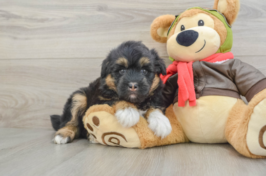 Cute Husky Doodle Poodle Mix Puppy
