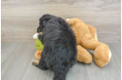 Mini Huskydoodle Puppy for Adoption