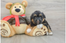 Cute Mini Huskydoodle Poodle Mix Pup