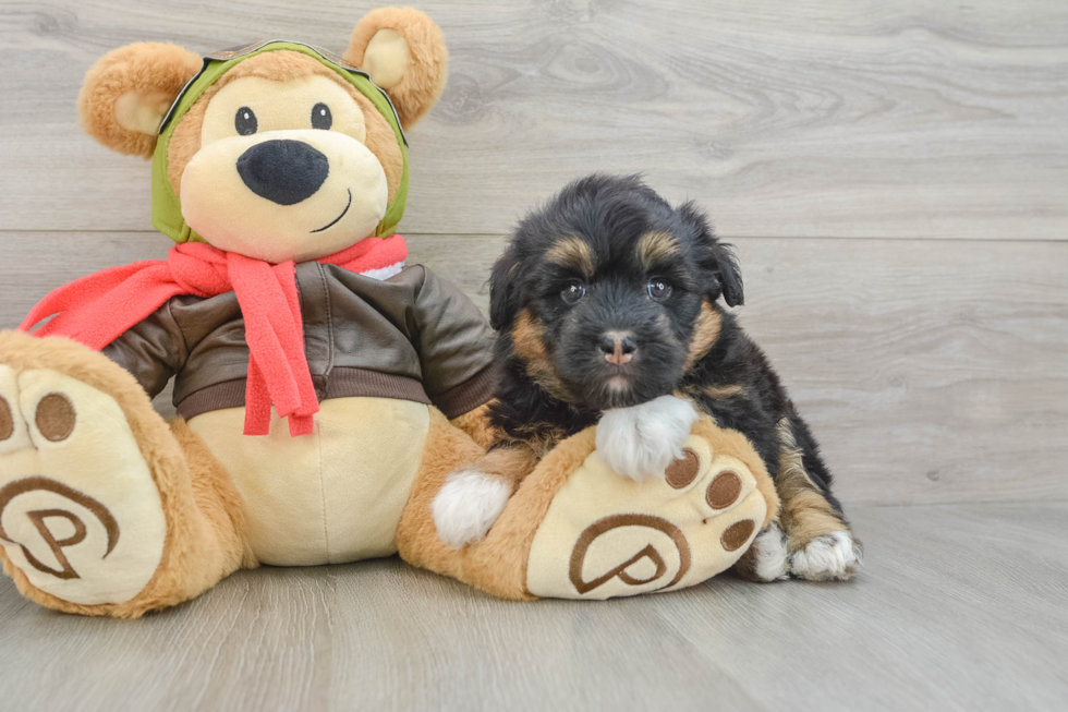 Cute Mini Huskydoodle Poodle Mix Pup