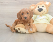 6 week old Mini Irish Doodle Puppy For Sale - Simply Southern Pups