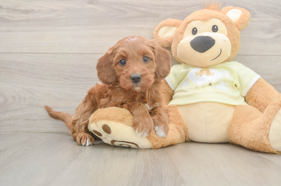 6 week old Mini Irish Doodle Puppy For Sale - Simply Southern Pups